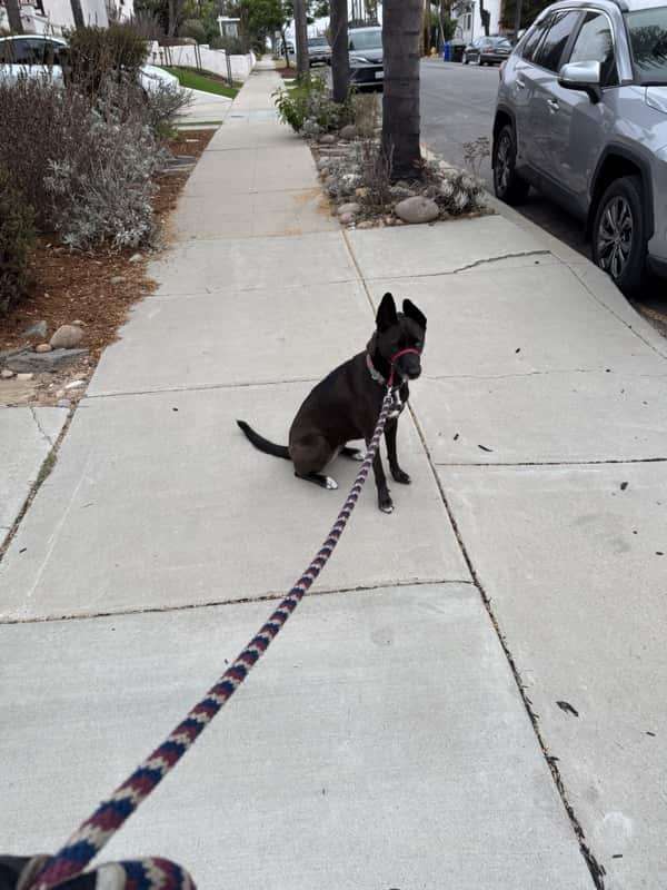 A picture of a black dog named Bowie sitting, taken on September 15 2025 at 6:37 am